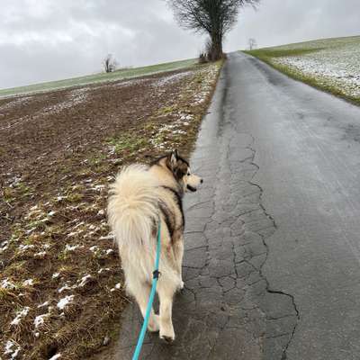 Hundetreffen-Gassirunde zum kennenlernen-Bild