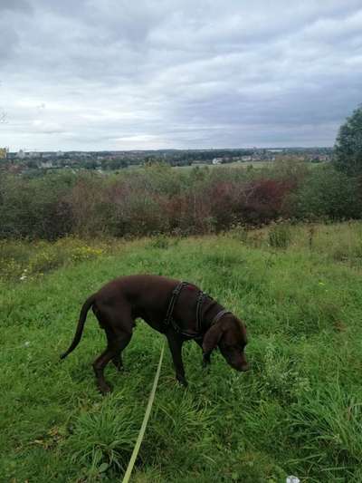 Hundeauslaufgebiet-Halde kissingerhöhe-Bild