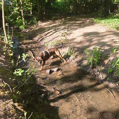 Hundetreffen-Gassirunde-Bild