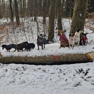 Hundetreffen-Social Walk-Bild