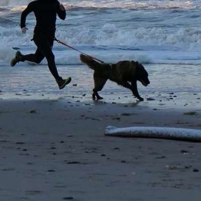 Hundetreffen-Canicross-Bild