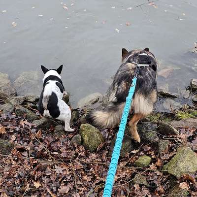 Hundetreffen-Canicross-Bild