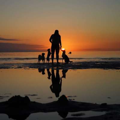 Hundetreffen-Gemeinsam Radfahren mit Hunden-Profilbild