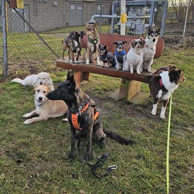 Hundetreffen-Freilauf und Training-Bild