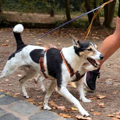 Hundetreffen-Suche Langlaufbegleitung + Hund/e-Bild