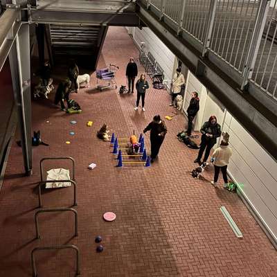 Hundetreffen-Training Hunde-Bild