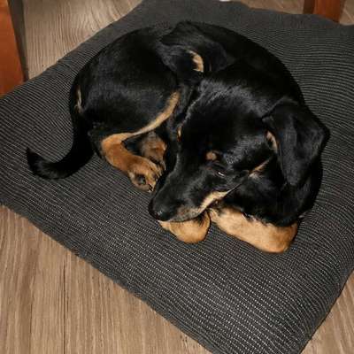 Hundetreffen-Spiel treffen/Gassitreffen-Bild
