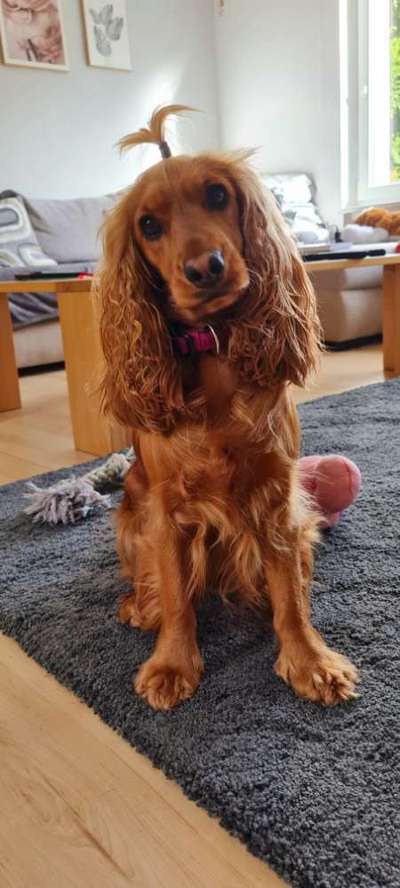 Dogorama Photo Challenge - Be my valentine-Beitrag-Bild