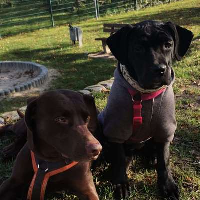 Hundetreffen-Fremden Hundekontakt trainieren