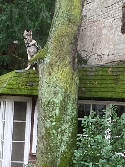 Fotos &Collagen: Beobachtungsposten-Beitrag-Bild