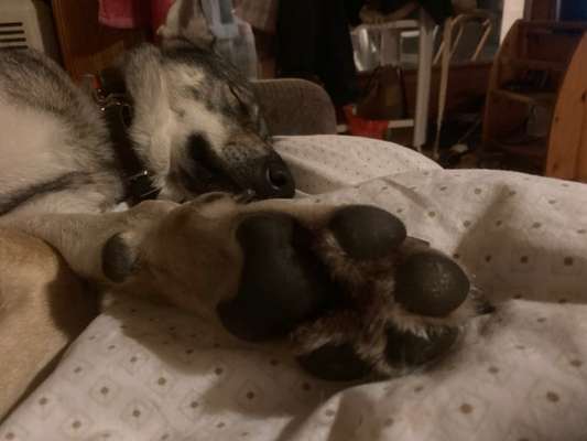 Pfötchen-Beitrag-Bild