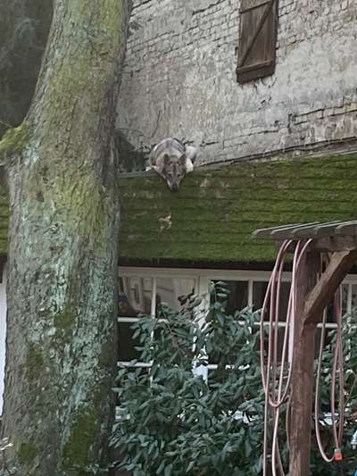 Fotos &Collagen: Beobachtungsposten-Beitrag-Bild