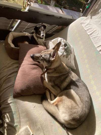 36. Handy Foto Challenge - Sonnenanbeter-Beitrag-Bild