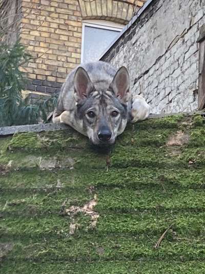 Fotos &Collagen: Beobachtungsposten-Beitrag-Bild