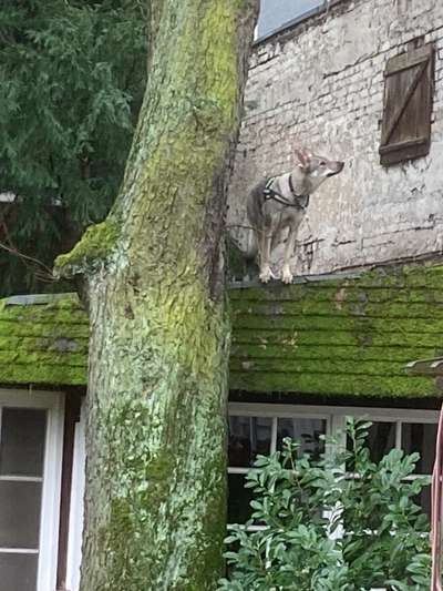 Fotos &Collagen: Beobachtungsposten-Beitrag-Bild