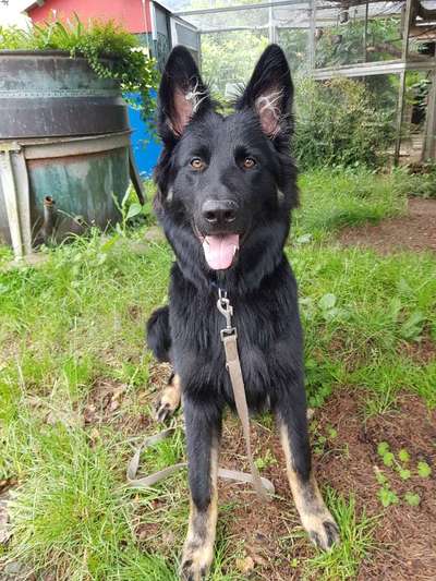 Schäferhund-Fans?-Beitrag-Bild