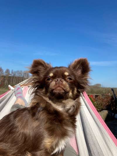 Wo sind die Chihuahua Besitzer ?-Beitrag-Bild