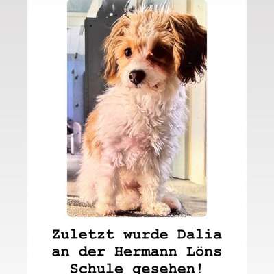 Suchmeldung-Dalia-Bild