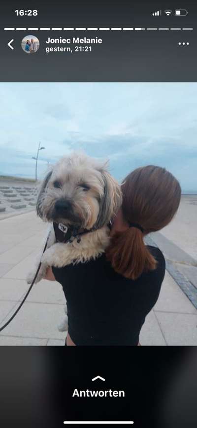 Havaneser-Beitrag-Bild