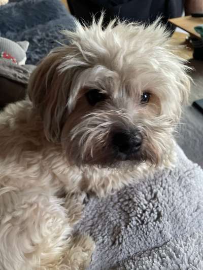 Havaneser-Beitrag-Bild