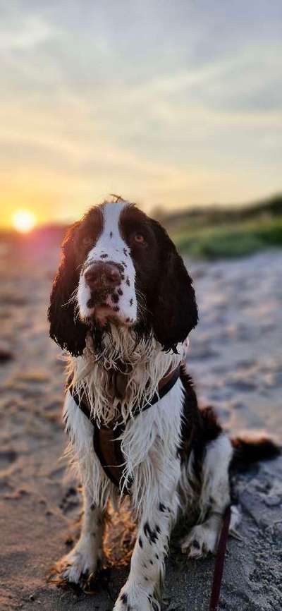 Hundetreffen-Schnöselgedöns-Bild