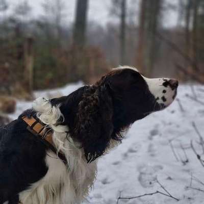 Hundetreffen-Soziale Kontakte gesucht!-Bild