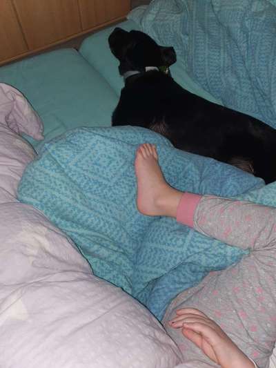 Hund jault plötzlich in der Box-Beitrag-Bild