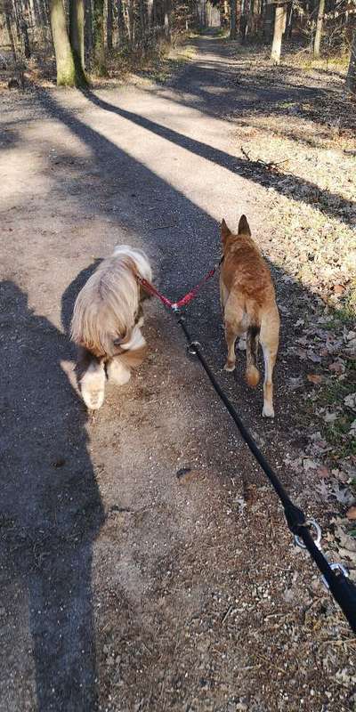 Hundetreffen-Gassirunde/Social Walk-Bild