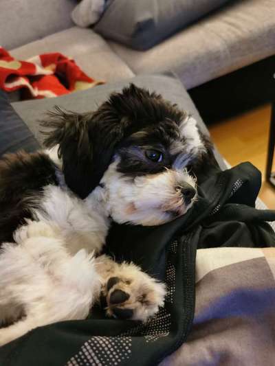 Havaneser dabei?:)-Beitrag-Bild