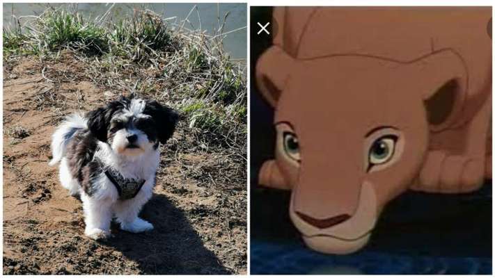 Wie heißt dein Hund?-Beitrag-Bild