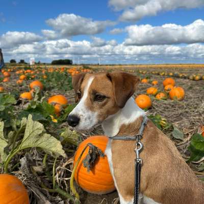 Hundetreffen-Gassi gehen-Bild