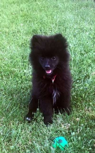 Welpen Bilder !-Beitrag-Bild