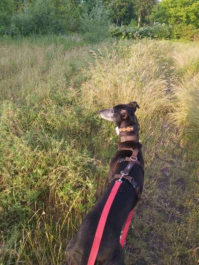 Hundetreffen-Suche grosse Wiese-Bild