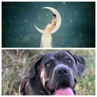 Wie heißt dein Hund?-Beitrag-Bild