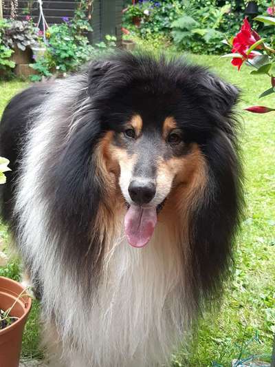 Collies -wo seid ihr?-Beitrag-Bild