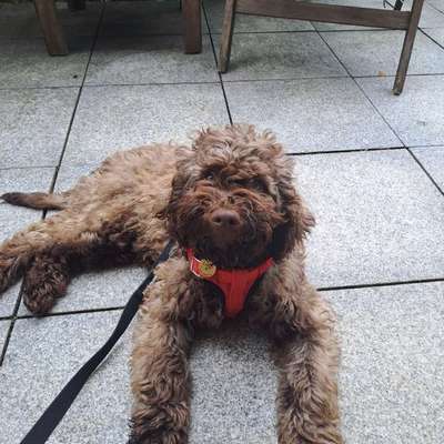 Hundetreffen-Neue Freunde für Mogli 🐶-Bild