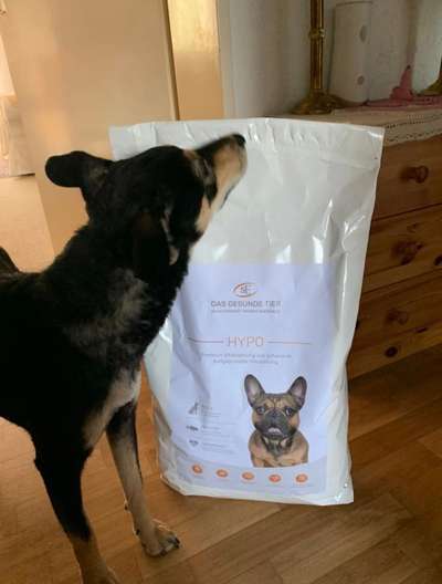 welches futter? allergie-Beitrag-Bild