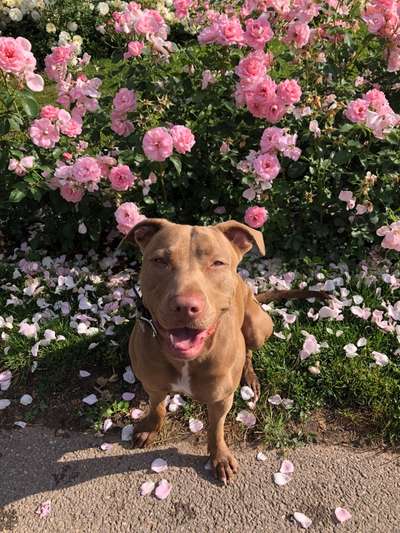 Wo sind meine AMERICAN BULLDOGS?-Beitrag-Bild