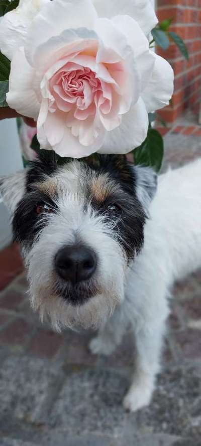 Zeigt mir die tollste Nahaufnahme von eurer Fellnase-Beitrag-Bild