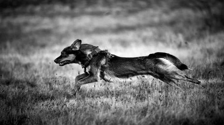 Foto-Challenge 76: Foto in Schwarz-Weiss-Beitrag-Bild