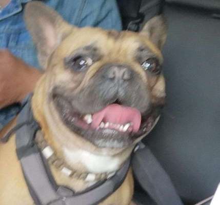 Französische Bulldoggen-Beitrag-Bild