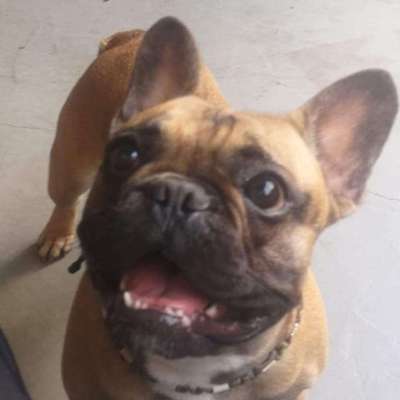 Hundetreffen-Französische Bulldogge