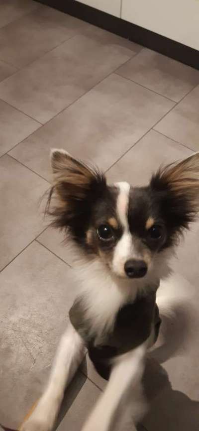 Wo sind die Chihuahua Besitzer ?-Beitrag-Bild