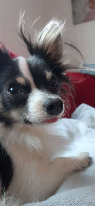 Dogorama Photo Challenge - Portrait-Beitrag-Bild