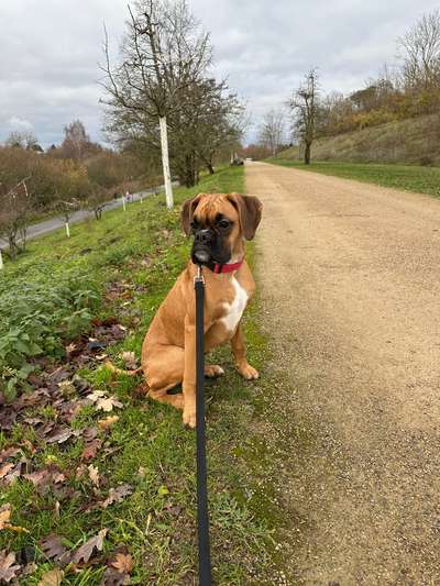 Hundetreffen-Auf der Suche nach Hundefreunden 🐾🐶-Bild