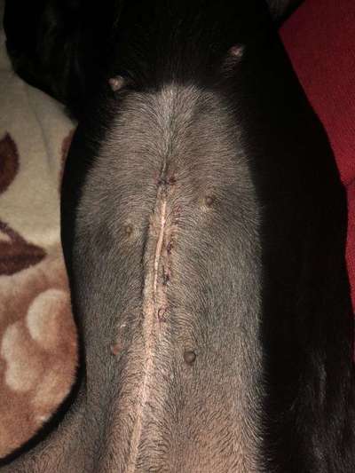 -BEANTWORTET-  Wundverheilung nach Kastration-Beitrag-Bild