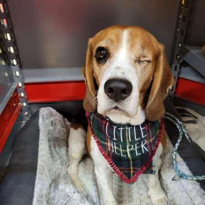 Hundetreffen-Hundefreundschaft-Bild