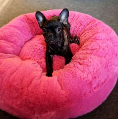 Französische Bulldoggen-Beitrag-Bild