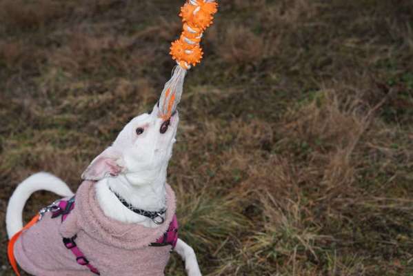 Dogorama Photo Challenge - Lieblingsspielzeug!-Beitrag-Bild