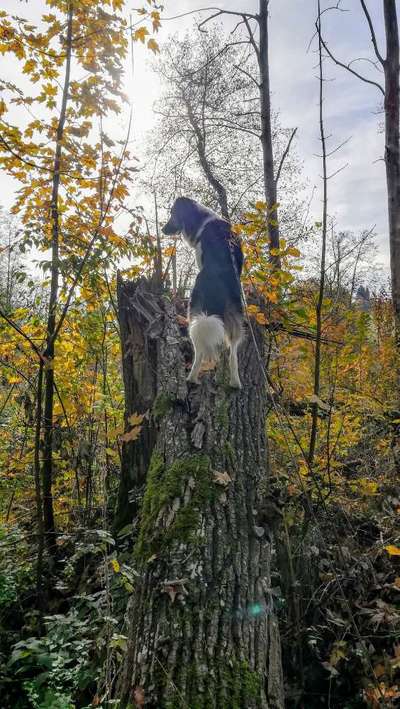 Dogorama Photo Challenge - Märchenwald-Beitrag-Bild